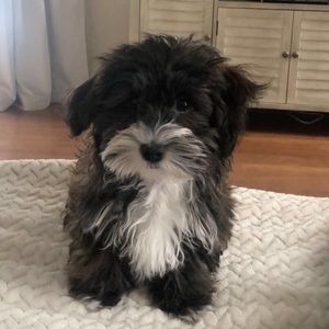 Meet your Posher, Elena